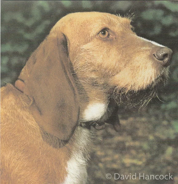 1166 HOUNDS OF THE PACK — This site is dedicated to Colonel David